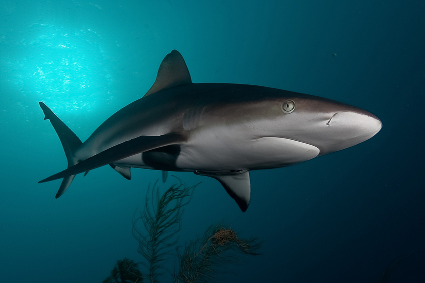 Apex Shark Expedition