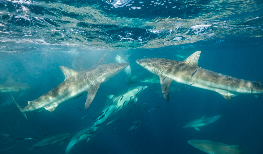 Apex Shark Expeditions