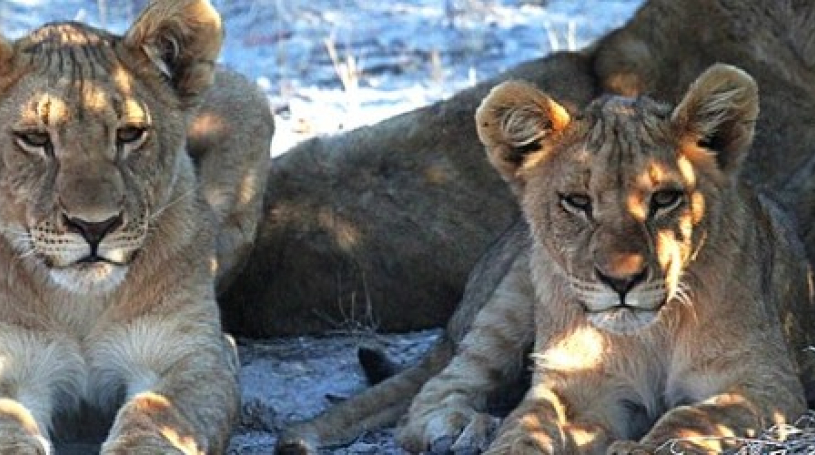 SATSA clarifies position on WildChoices